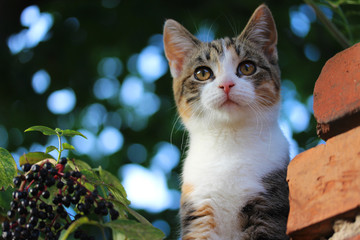 Video Katzenbaby Video Katzenbaby