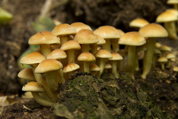 yellow mushrooms