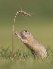 Europäisches Ziesel