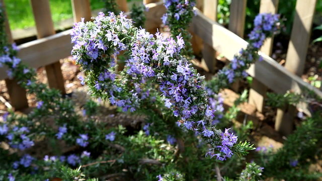 Blooming Rosemary (Rosmarinus officinalis)