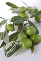 green olive