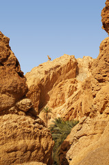 The mountain of the Chebika oasis in Tunisia