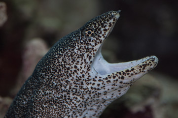 ハナビラウツボ