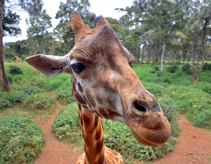 Curious Giraffe's head closeup with nature background