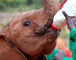 Baby elephant feeding from a bottle of milk