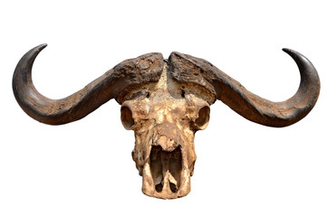 Skull of African Buffalo Isolated on White