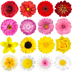Big Selection of Various Flowers Isolated on White