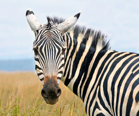 Closeup on zebra's head looking curiously - obrazy, fototapety, plakaty