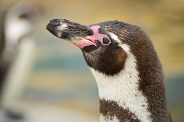 Portrait of a Magellanic Penguin