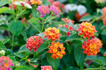 Lantana flowers