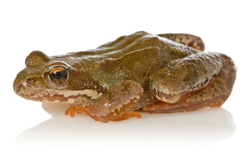 Frog on white background