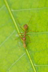 ant