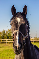 Thoroughbred horse portrait