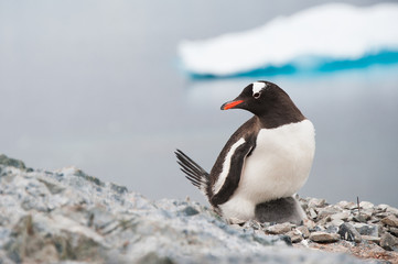 Naklejka premium Gentoo penguin on the nest, Antarctica