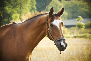 Pferd