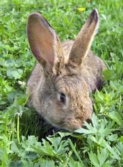 brown rabbit