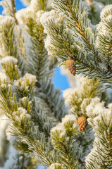 Snow-covered pine tree in the rays of the setting sun