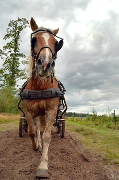 a Horse in trot pulling a Carriage coming toward camera