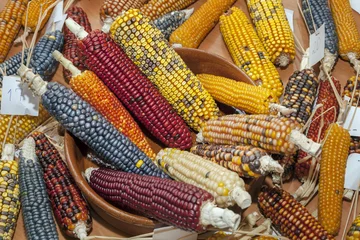 Fotobehang colored corn cobs © rugercm