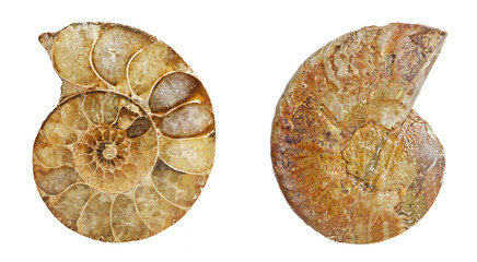 Ammonite fossil