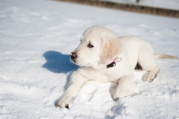 Golden retrieve puppy in winter