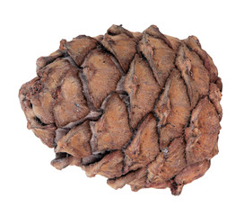 Cedar cone, isolated