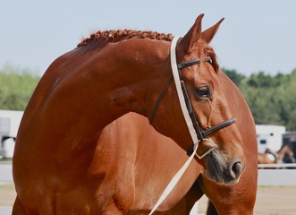 Ring Ready Chestnut Warmblood Gelding on a lungeline with a hunter bridle and D Ring snaffle bit