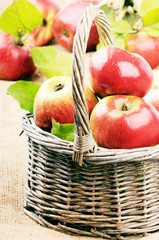 Fresh organic apples with leaves
