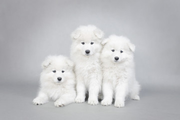 Three little Samoyed  puppies portrait