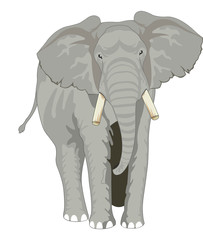 Naklejka premium Elephant, illustration