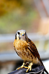 American Kestrel