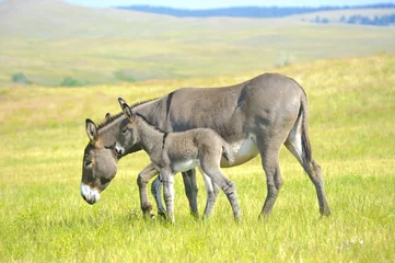 Foto auf Acrylglas Esel Mutter und Baby Burro
