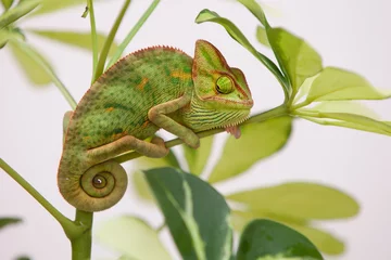 Peel and stick wall murals Chameleon Yemen chameleon