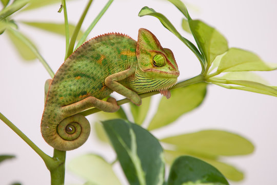 Yemen Chameleon