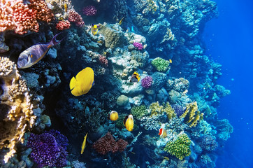 Coral and fish in the Red Sea.Egypt
