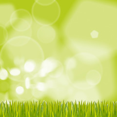Fototapeta na wymiar green grass on background