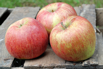 Fototapeta premium jabłka na skrzyncej