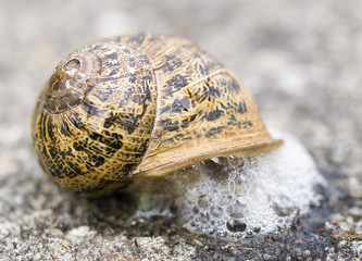 Snail