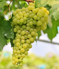 Green grapes