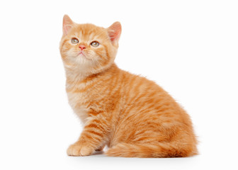 small red british kitten on white background