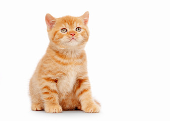 small red british kitten on white background