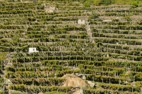 Vigneti terrazzati in Valle d'Aosta