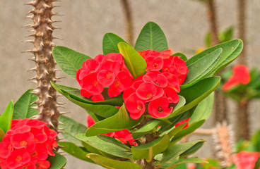euphorbia milii flowers