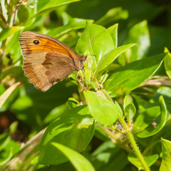 Gatekeeper