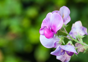 Sweet Pea