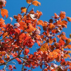 Red and Orange Autumn Leaves Square