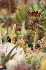 Group of various succulents in pots