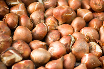 Tulip bulbs background