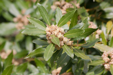 Fleur de laurier-sauce