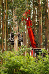 Waldrodung durch Hydraulische Baumschere